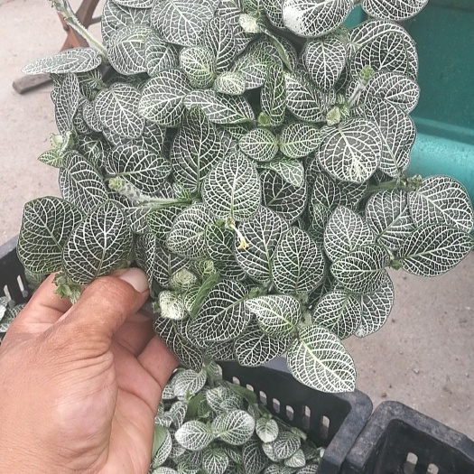  网纹草