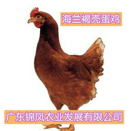 高州市海兰褐蛋鸡苗 海兰褐壳蛋鸡