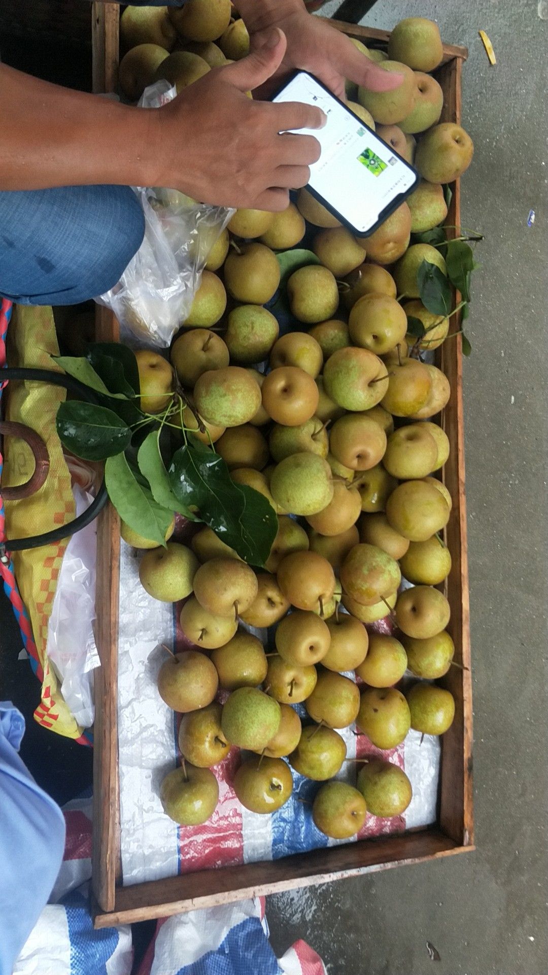 砂梨 55mm以上 250-300g