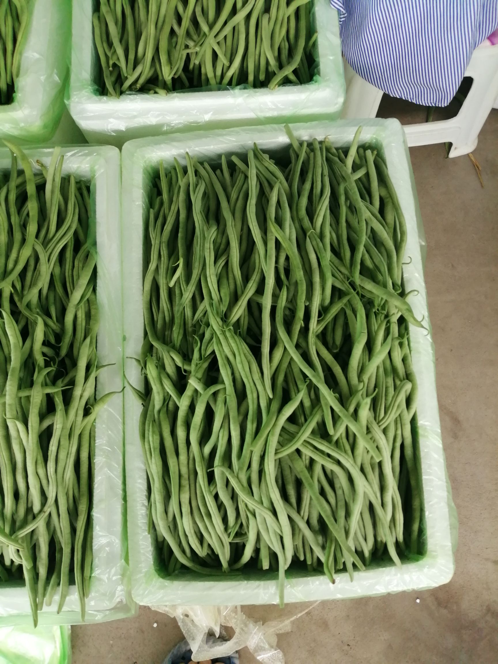 架豆王豆角 甘肃武山洛门无公害夏季架豆王
