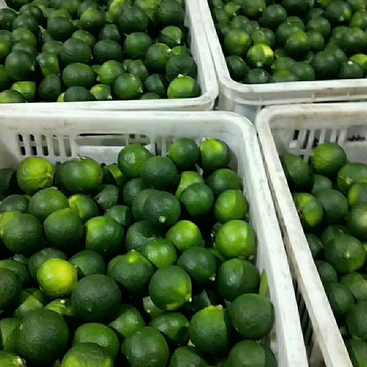 宜昌 小青柑