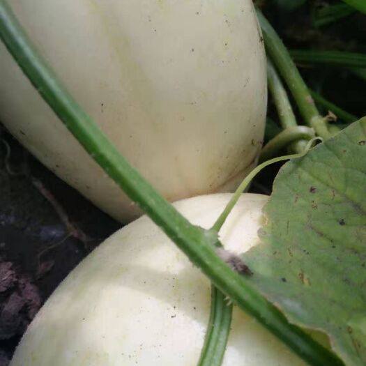 德惠市甜妃甜瓜 旱地甜香瓜新开园不打任何甜蜜素用黄豆配黑芝麻做肥料甘甜自然