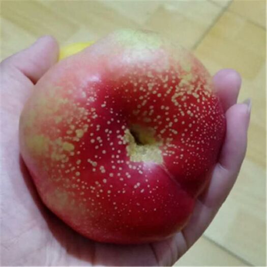 邢台 油蟠桃