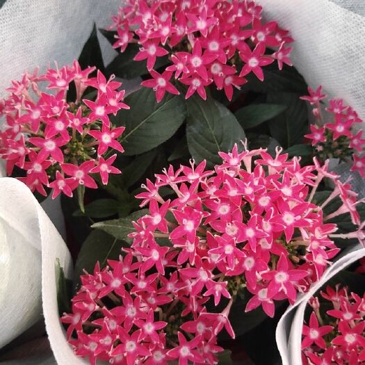 青州市蓝星花  五星花[繁星花)