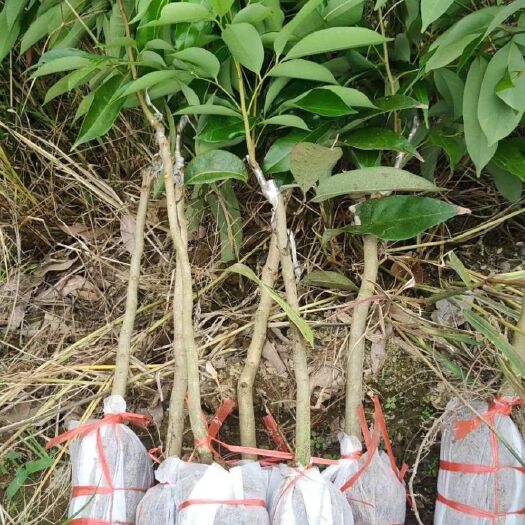 灵山县荔枝王苗