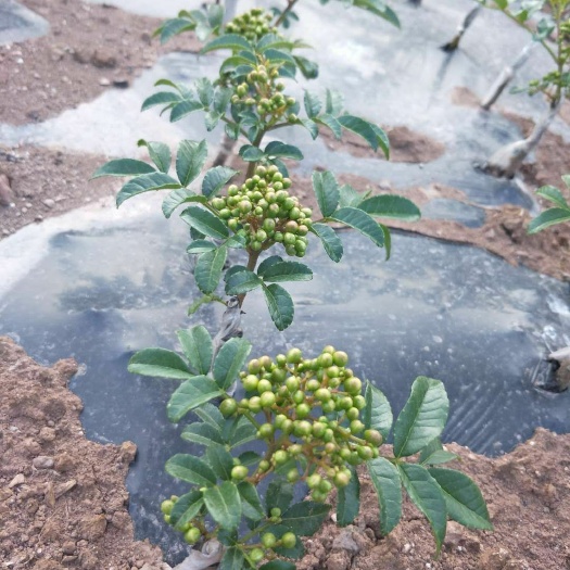 昭通青花椒苗 青花椒嫁接袋苗。红椒嫁接袋苗，物美价廉