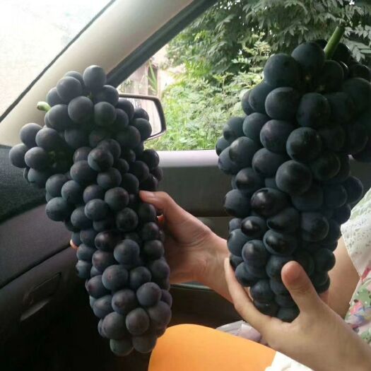 大荔县 夏黑葡萄大量上市