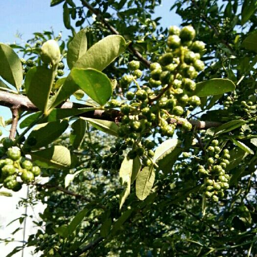 巧家县青花椒 特级 鲜花椒