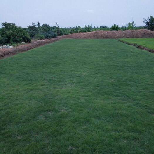 东莞市 大量各类草皮，草马泥拉兰引三号大叶油