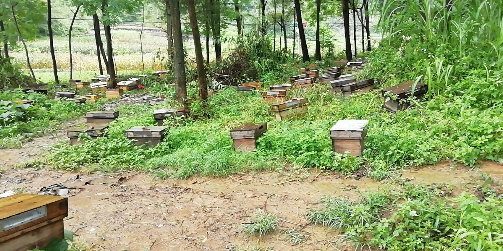 中蜂 长期批发零售中种蜂群