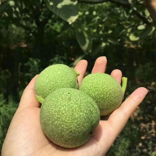 深圳 秦岭青皮核桃    支持一件代发