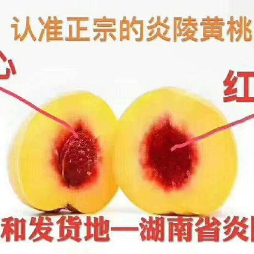 炎陵县 炎陵锦绣黄桃以香甜脆闻名天下