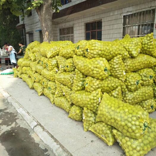 绛县 青皮核桃，600亩大量上市。