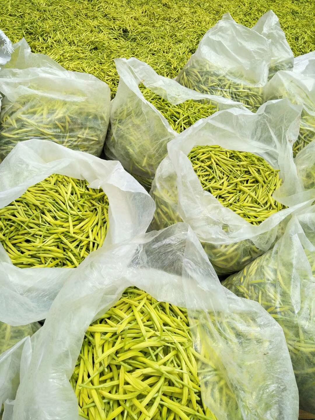  黄花菜
