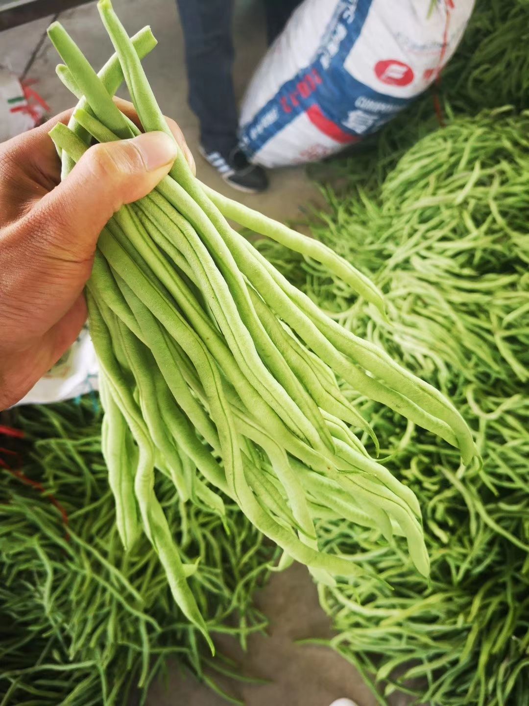 架豆王豆角 甘肃武山洛门无公害夏季架豆王