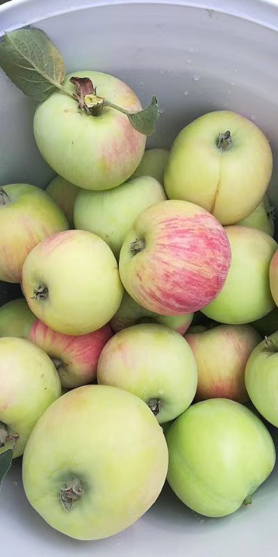  山东苹果脆甜酸爽！