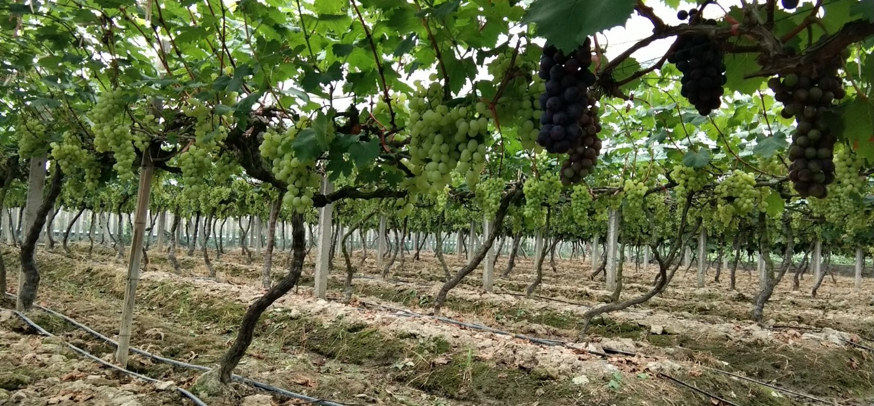 供应大厅  水果 葡萄 共找到2条" 湖南青提 "货源信息