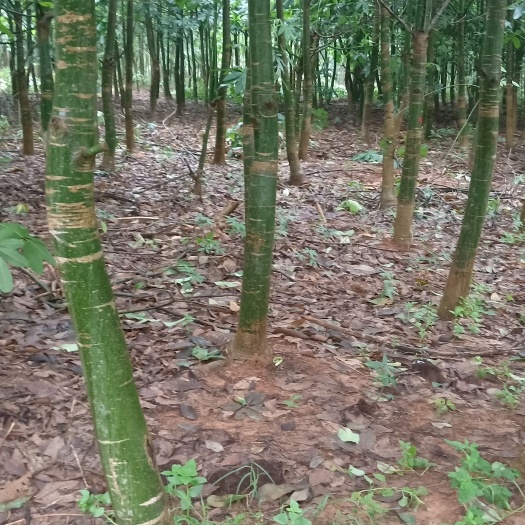 湛江 大量出售发财树牙位在0.8米到1米的8分至10分发财树
