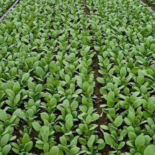 太和县 北方小油菜