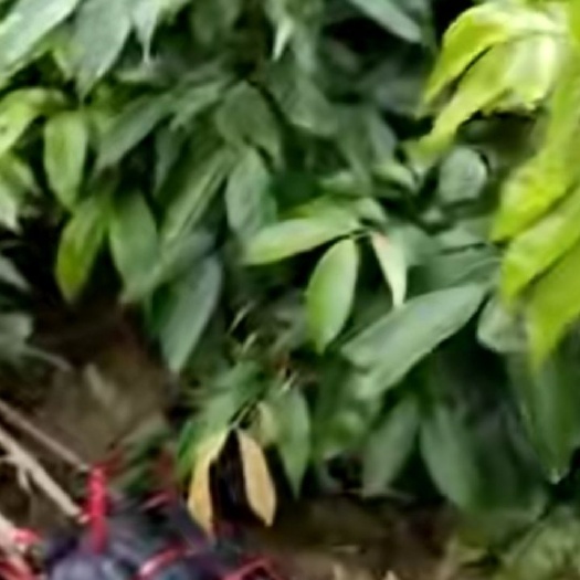 灵山县三月红荔枝苗