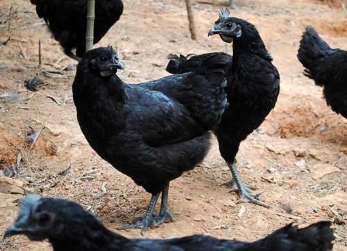 昆明肉鸡苗 黑肉鸡包活到家，包打疫苗