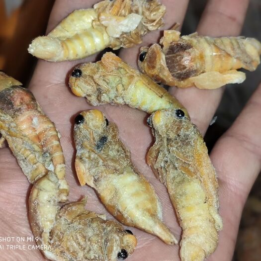 蒲江县 金蝉，竹银蝉 新鲜货出彩啦，大量批发出售！！！