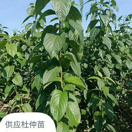 苍溪县四川广元产地直售:大小规格的（杜仲苗）