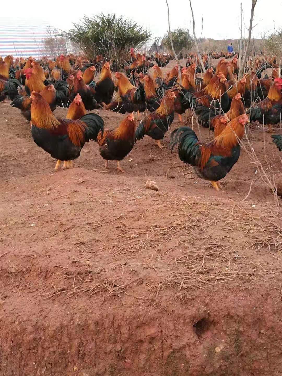  清远麻鸡苗
