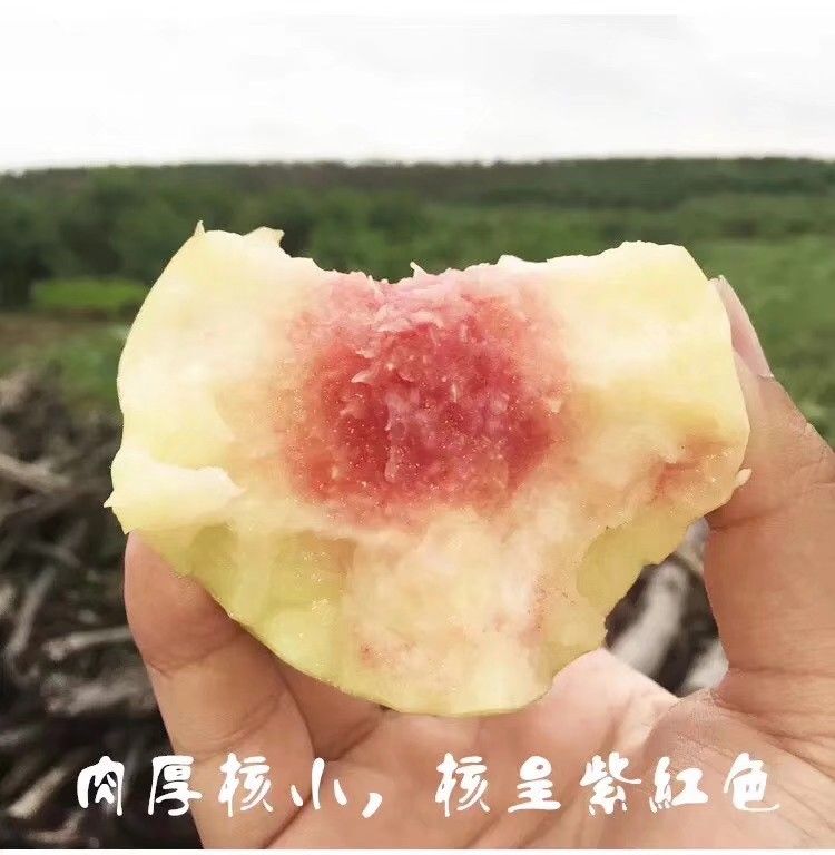  正宗奉化水蜜桃琼浆玉露