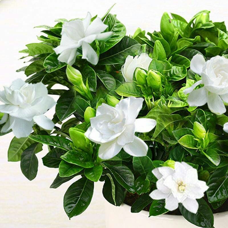 栀子花盆栽原土原盆发货室内桌面植物