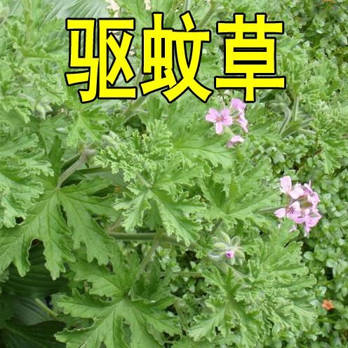 香草种子 驱蚊草种子 花种子 庭院阳台盆栽花卉草种子驱蚊