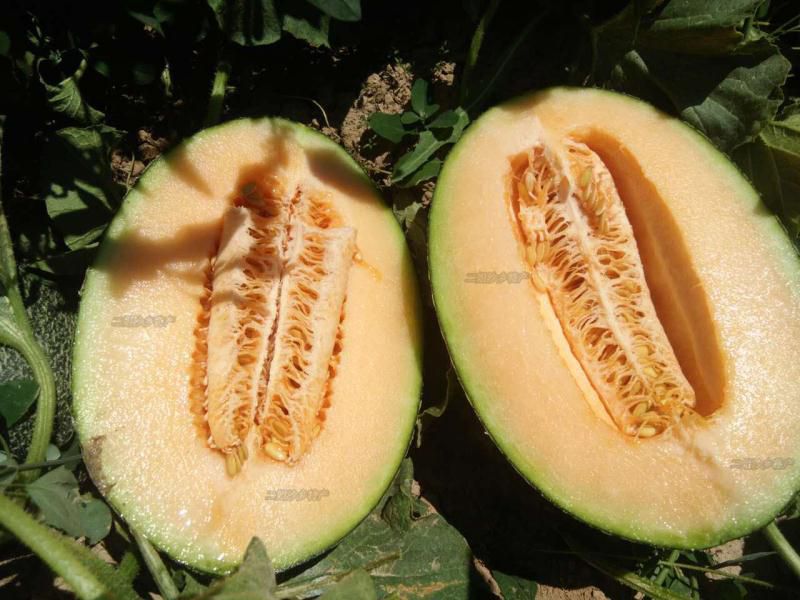 甘肃民勤哈密瓜甜瓜西州蜜大量上市