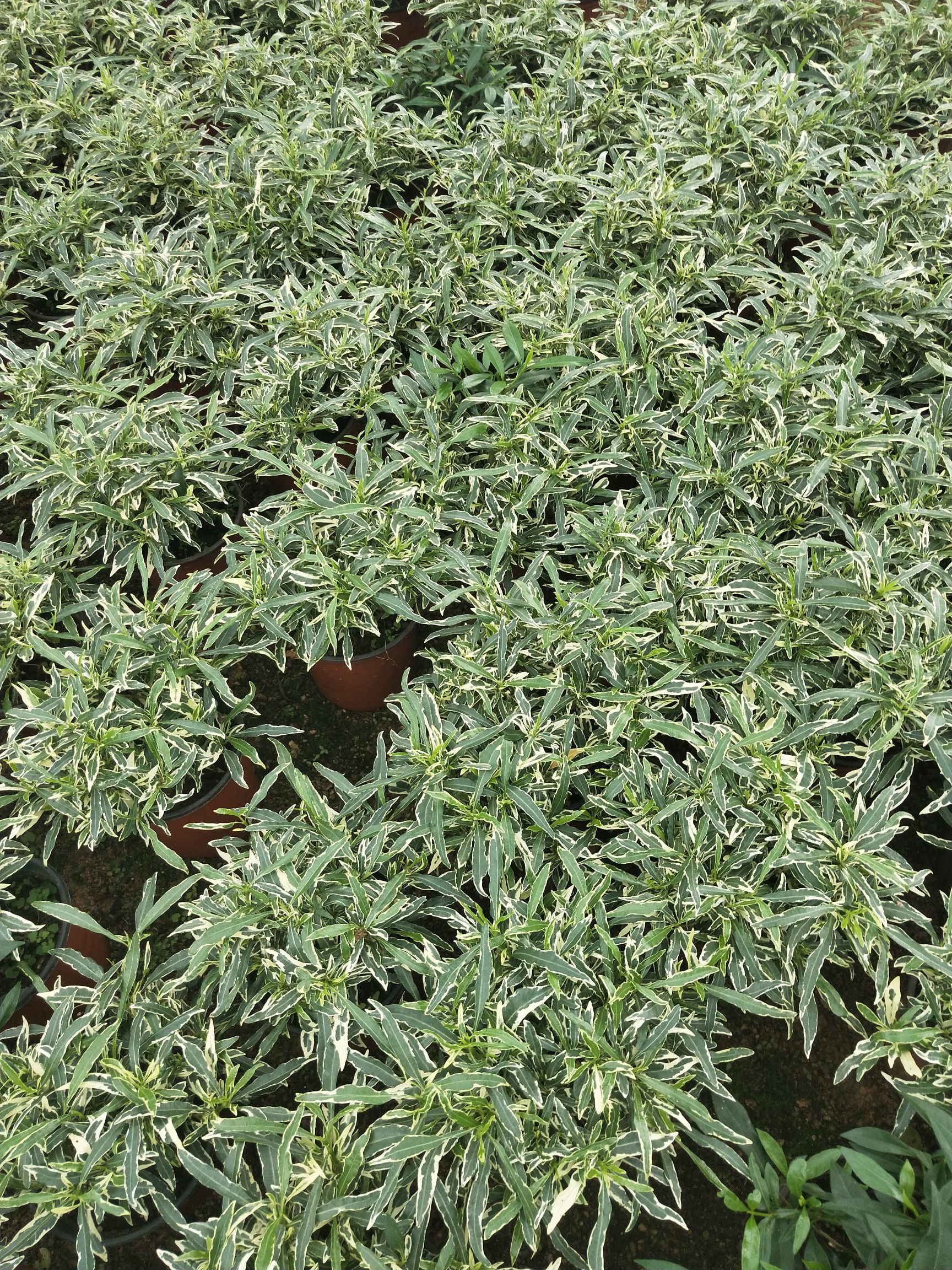  金边小叶栀子花盆栽雀舌花叶栀子花栽室内带香味花卉盆栽基地直