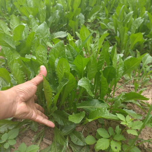 周口蒲公英（鲜食） 蒲公英