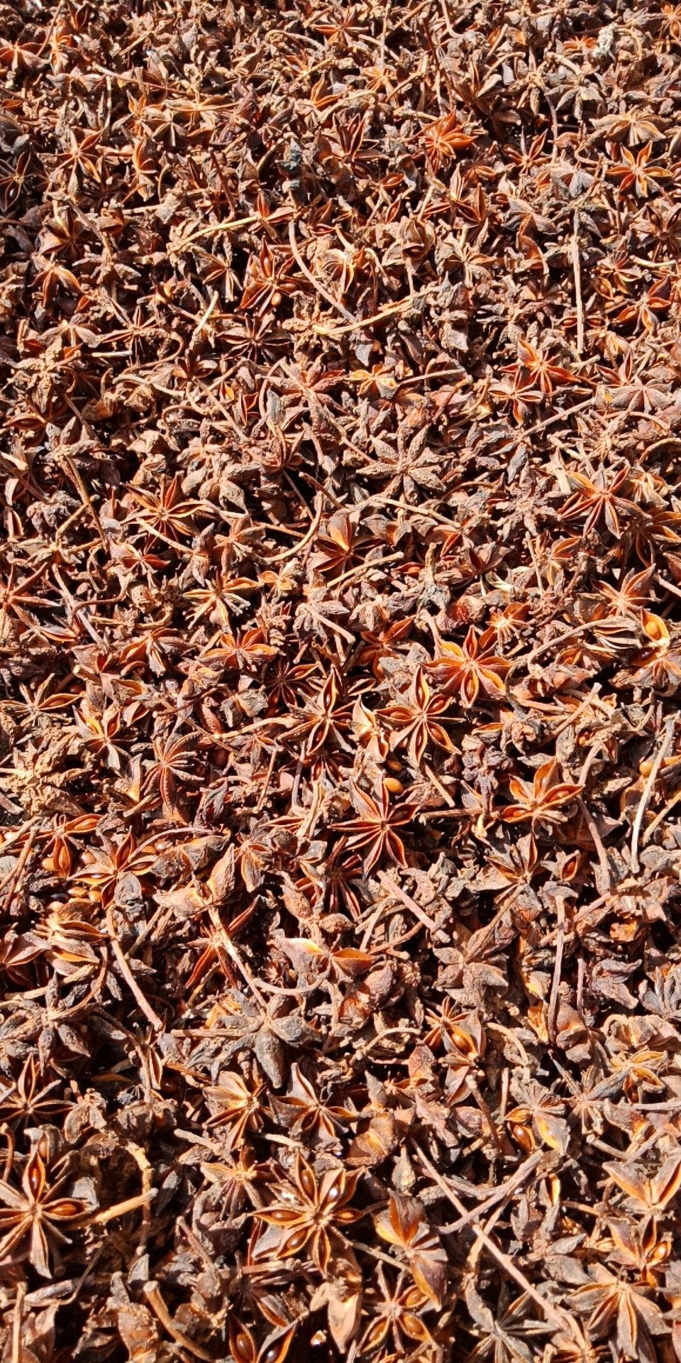  a货烫水春花足干八角