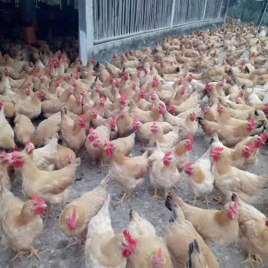 博白县三黄鸡苗 母