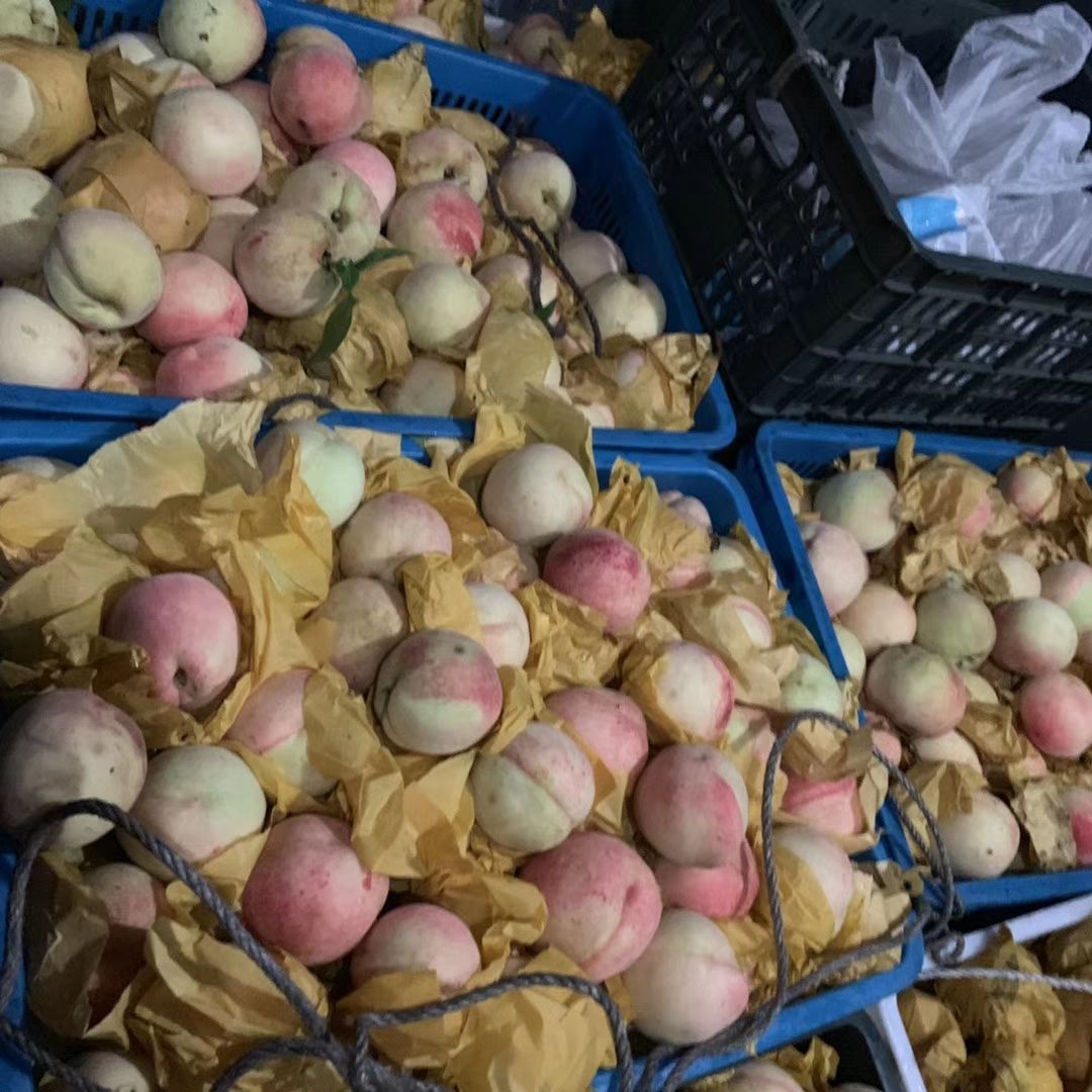  正宗奉化水蜜桃玉露