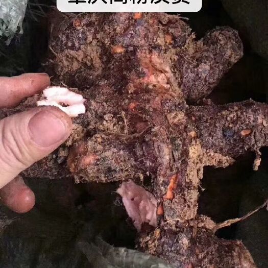 中山市本地土茯苓