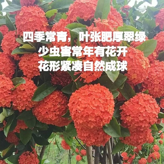 德庆县 德庆龙船花（花期长）