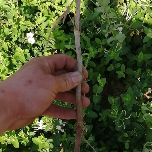 金银花种子  大毛花河南金银花苗封丘金银花苗