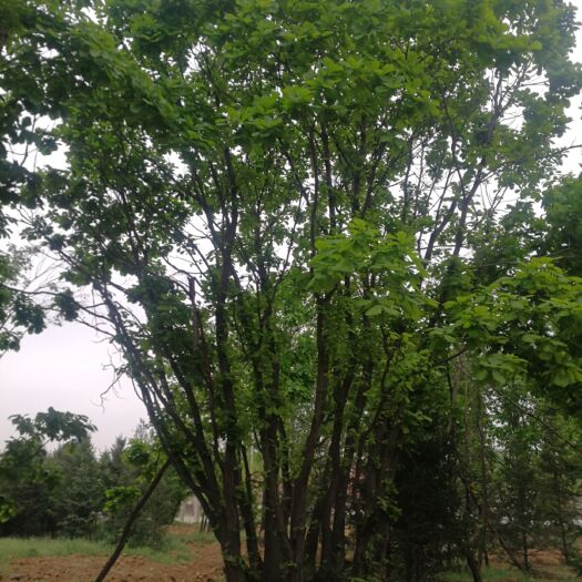 本基地出售各种规格的丛生蒙古栎，