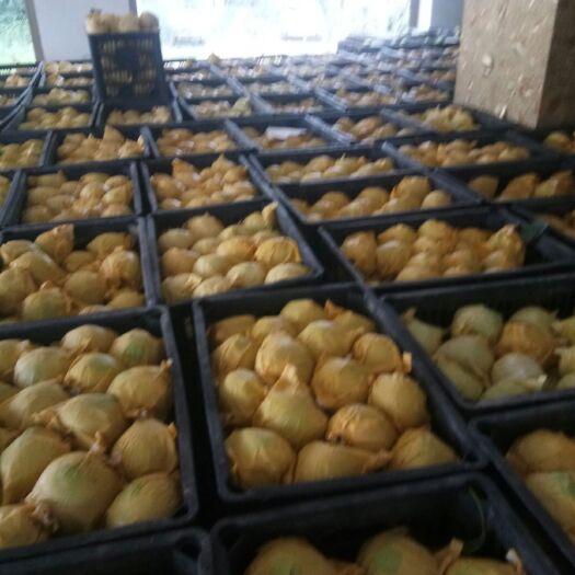 砀山县 翠玉梨