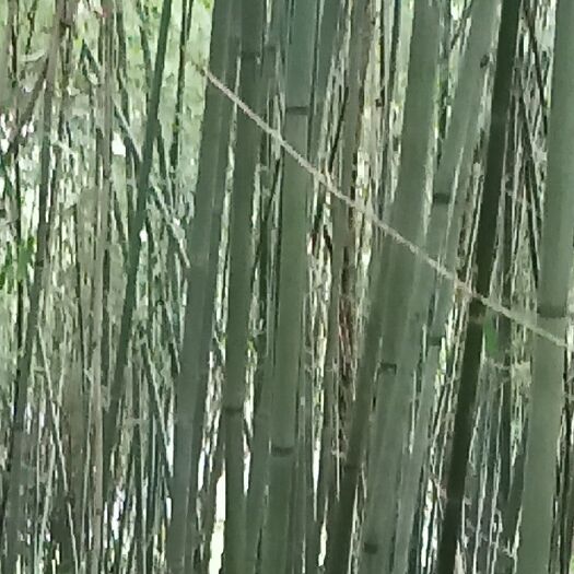 松桃县菜架竹 山竹！大量现货供应。欢迎下单。