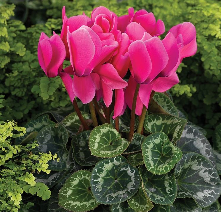 法国Morel*斯玛蒂兹仙客来花种子室内高档四季花卉种子