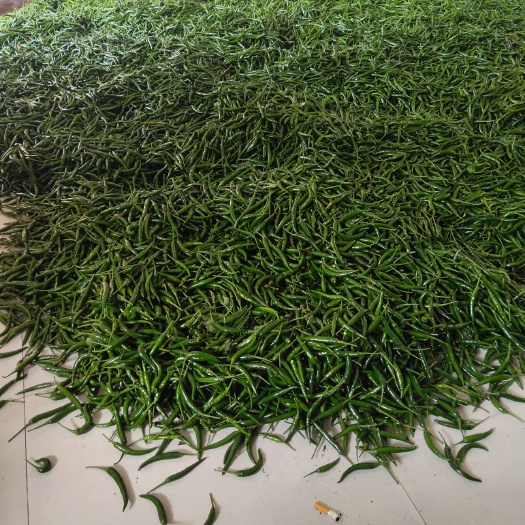 中江县小米椒 露天种植，硬度好，每天摘。