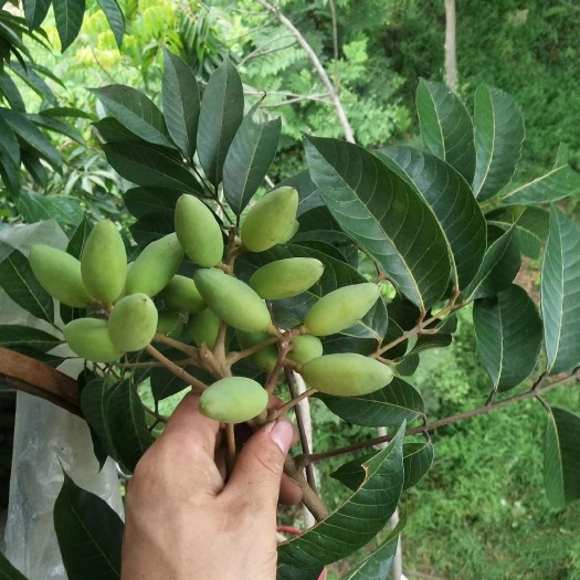 重庆市 当季新鲜橄榄上市，欢迎订购