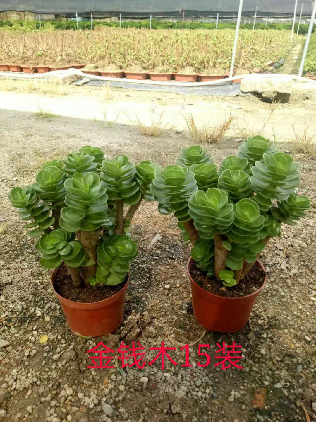 多肉组合  多肉  漳州大棚种植   品种齐全