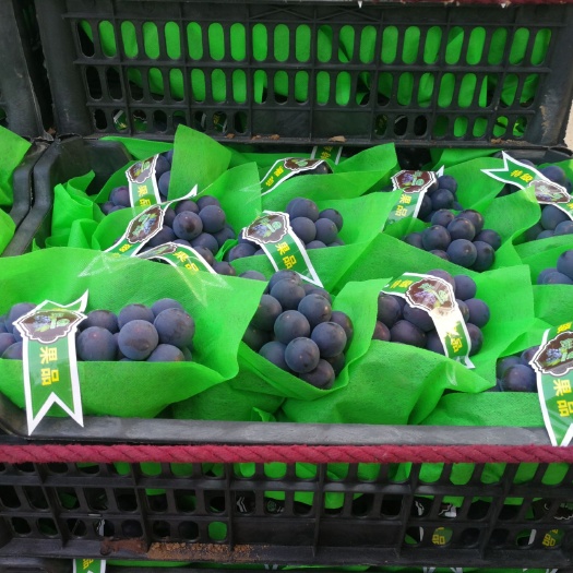 邯郸 葡萄基地精品京亚葡萄
