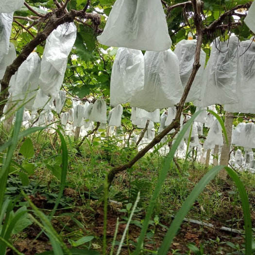 夏黑葡萄 有机种植