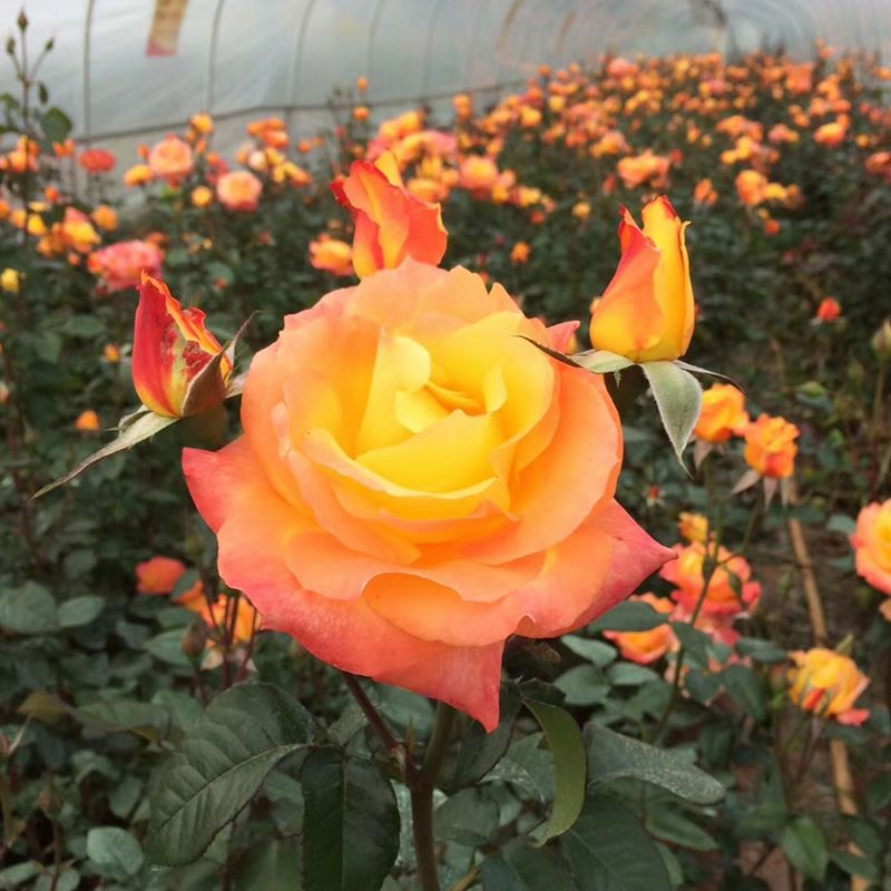  鲜切花种苗狂欢泡泡玫瑰小苗批发零售，家庭园艺玫瑰苗